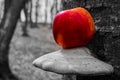 Red apples on a trunk of a tree , close up , black and white background Royalty Free Stock Photo