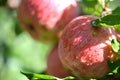 Red apples with water drops on apple tree Royalty Free Stock Photo