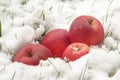 red apples on white snow