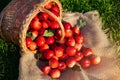 Red apples in a wicker basket close-up, selective focus on one apple. Blurred background, focus concept. Autumn harvest Royalty Free Stock Photo