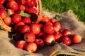 Red apples in a wicker basket close-up, selective focus on one apple. Blurred background, focus concept. Autumn harvest Royalty Free Stock Photo