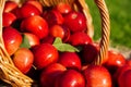 Red apples in a wicker basket close-up, selective focus on one apple. Blurred background, focus concept. Autumn harvest Royalty Free Stock Photo