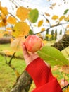 Red apples in woman's hands in warm mittens