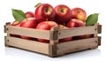 Red apples in wooden crate isolated Royalty Free Stock Photo