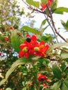 Red Apricot blossom on Tet holiday in Vietnam