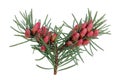 Red April blooming cones of pine tree on branches with sharp needles