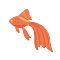 Red aquarium fish clipart. Vector illustration in cartoon style is isolated on white. Royalty Free Stock Photo