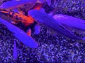 Red aquarium fish closeup. Goldfish in an aquarium on a pink background with bubbles