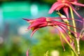 Red aquilegia flower in the garden. Beautiful columbine in sunlight