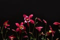 Red aquilegia flowers on a black background. Beautiful floral background. Flat lay