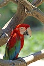 Red ara. The Ara macaws are large striking parrots with long tails