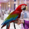 Red ara macao sitting on hand. Royalty Free Stock Photo