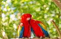 Red ara or macaw parrots on green natural background Royalty Free Stock Photo