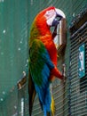 Red ara parrot on a cage Royalty Free Stock Photo