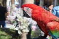 Red ara parrot. Royalty Free Stock Photo