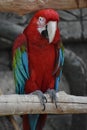 Red Ara parrot Royalty Free Stock Photo