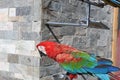 Red ara parrot. Royalty Free Stock Photo