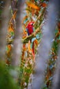 Red Ara parrot, Scarlet Macaw, Ara macao, in its natural colorful rain forest environment. Vertical photo, Royalty Free Stock Photo