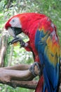 Red Ara Parrot Royalty Free Stock Photo