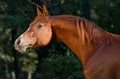 Red arabian horse portrait in darkgreen