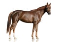 The red Arabian race horse standing isolated on white background.