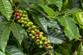 Red coffe beans on a tree Royalty Free Stock Photo