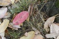 Red arbutus leaf close up, Portland Island