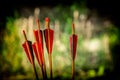 Red archery arrows on a green background with a beautiful bokeh