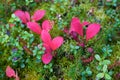 Red arctic ground willows in Denali