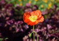 Red Arctomecon merriamii poppy flower blooming in garden