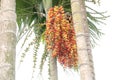 Red Areca Nut Palm on tree Royalty Free Stock Photo