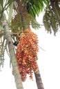 Red Areca Nut Palm on tree Royalty Free Stock Photo