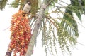 Red Areca Nut Palm on tree Royalty Free Stock Photo