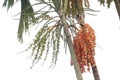 Red Areca Nut Palm on tree Royalty Free Stock Photo