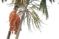 Red Areca Nut Palm on tree Royalty Free Stock Photo