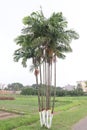 Red Areca Nut Palm on tree Royalty Free Stock Photo