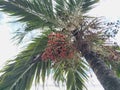Red areca nut palm on tree Royalty Free Stock Photo
