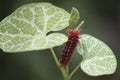 Red Arizona Caterpillar - Battus Philenor Royalty Free Stock Photo