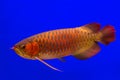 Red Arowana the Asian dragon fish Royalty Free Stock Photo