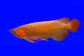 Red Arowana the Asian dragon fish Royalty Free Stock Photo