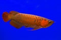 Red Arowana the Asian dragon fish Royalty Free Stock Photo