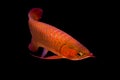 Red Arowana the Asian dragon fish Royalty Free Stock Photo