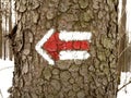 Red arrow touristic mark on tree trunk rugger bark in snowy winter deciduous wood. Detail of arrow touristic path sign. Left