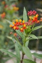 Red asclepias curassavica flower Royalty Free Stock Photo