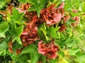 Red Aser seeds growing on a tree Royalty Free Stock Photo