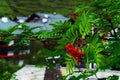 Red Ashberries Ripening on a Branch of a Rowan Tree Royalty Free Stock Photo