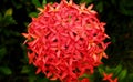 Beautiful red Ashoka flower