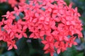 Red ashoka flowers