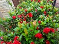 red ashoka flowers