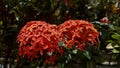 red ashoka flowers are blooming